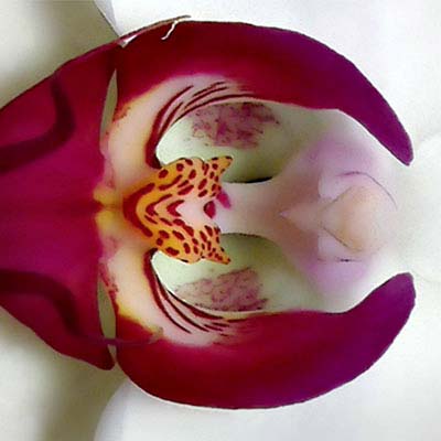 orchid photo