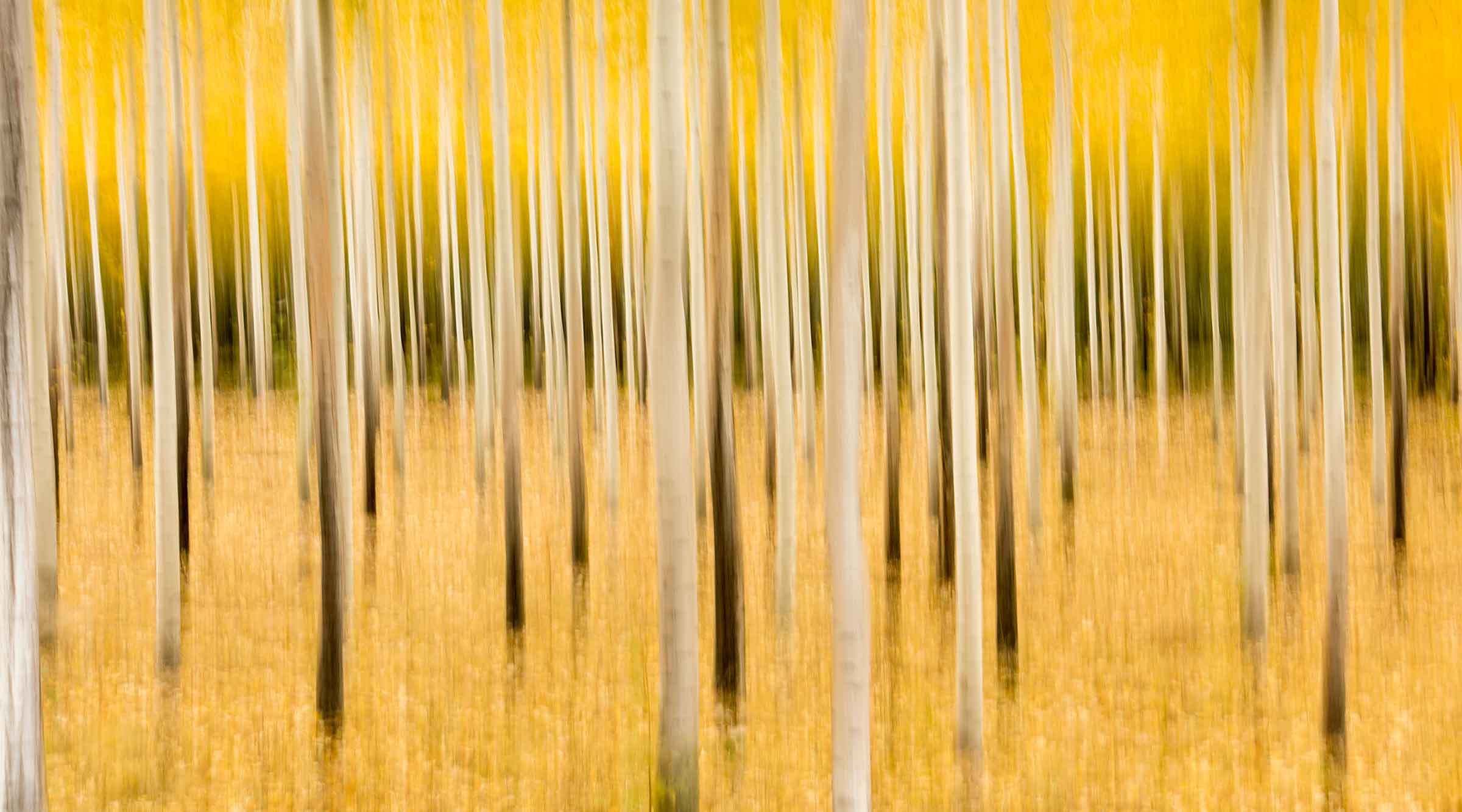 graphic design in Portland